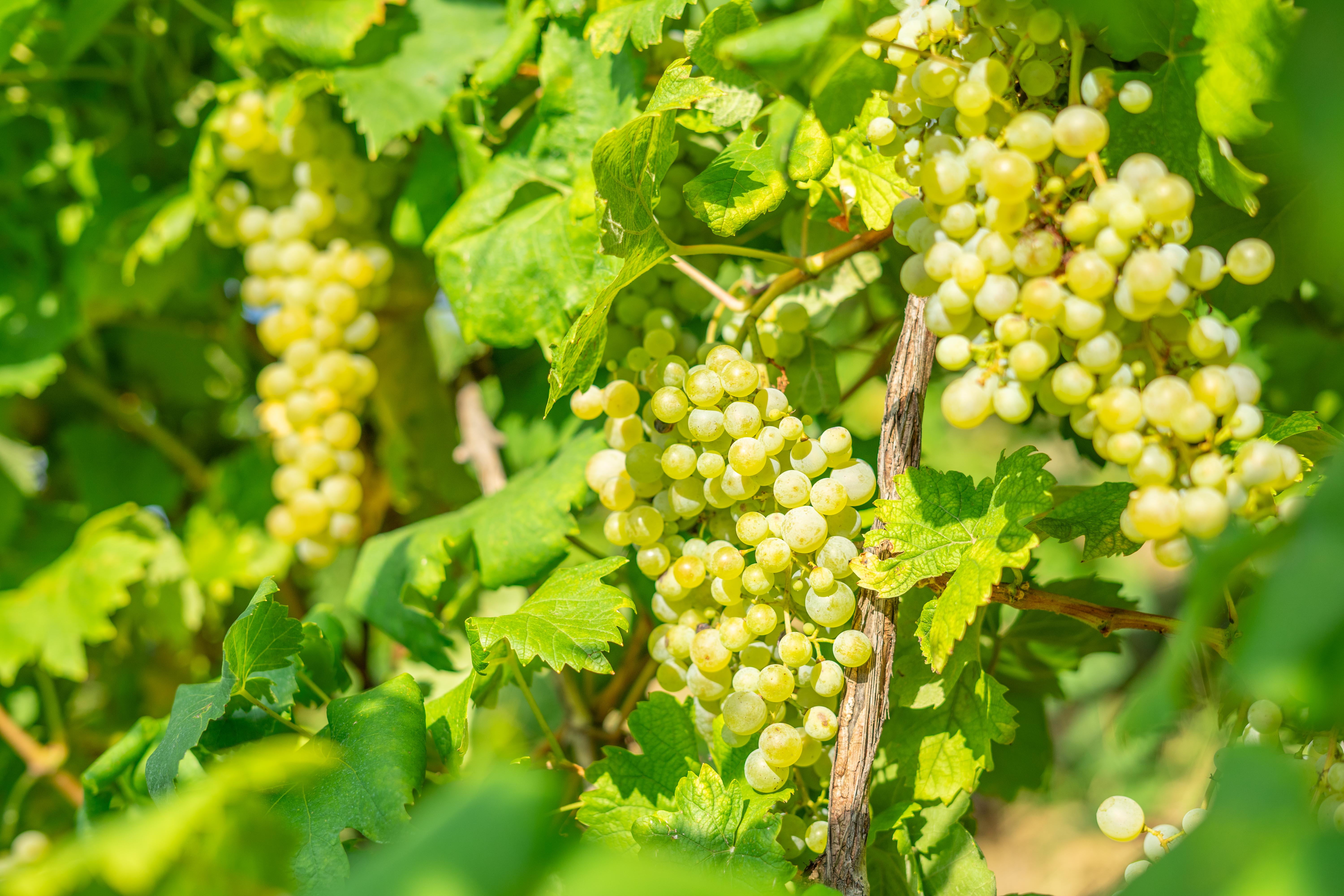 Vineyard shot by Riqo